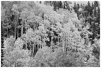 Aspen grove in autumn. Rocky Mountain National Park ( black and white)