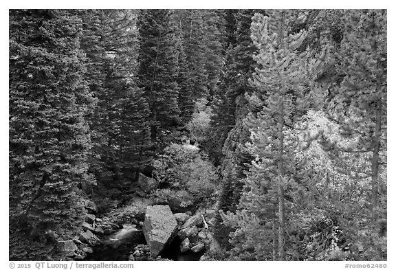 Stream flowing in forested gorge. Rocky Mountain National Park (black and white)