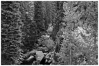 Stream flowing in forested gorge. Rocky Mountain National Park ( black and white)