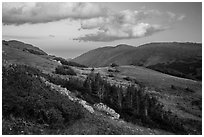 Krumholtz and alpine tundra at sunset. Rocky Mountain National Park ( black and white)