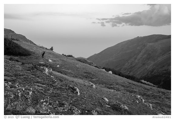 Alpine tundra at sunset with Elk. Rocky Mountain National Park (black and white)