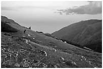 Alpine tundra at sunset with Elk. Rocky Mountain National Park ( black and white)