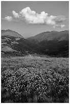 Looking down Old Fall River valley. Rocky Mountain National Park ( black and white)