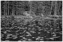 Water lillies and trees, Nymph Lake. Rocky Mountain National Park ( black and white)