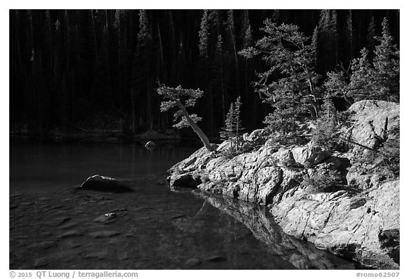Trees on shore of Dream Lake. Rocky Mountain National Park (black and white)