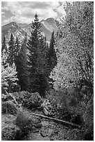 Stream, autumn foliage, and Longs Peak. Rocky Mountain National Park ( black and white)