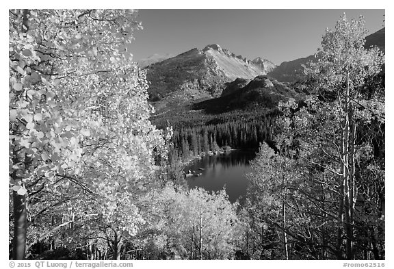 Autumn foliage above Bear Lake. Rocky Mountain National Park (black and white)