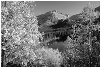 Autumn foliage above Bear Lake. Rocky Mountain National Park ( black and white)