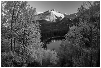 Longs Peak rising above Bear Lake and aspens in autumn foliage. Rocky Mountain National Park ( black and white)