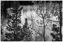 Bear Lake through trees and autumn leaves. Rocky Mountain National Park ( black and white)