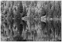 Autumn foliage color and reflections in Bear Lake. Rocky Mountain National Park ( black and white)