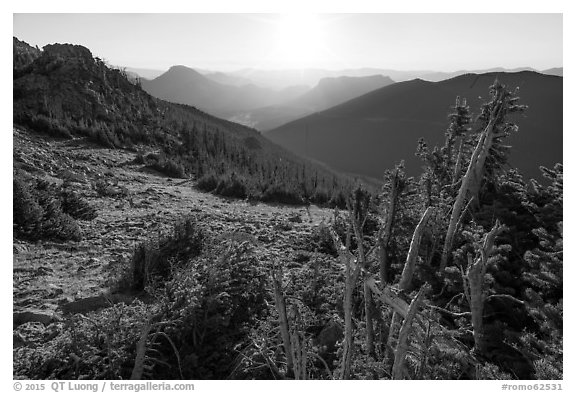 Krumholtz trees at sunrise. Rocky Mountain National Park (black and white)