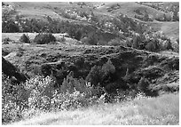 Grasses, badlands and trees in North unit, autumn. Theodore Roosevelt National Park ( black and white)
