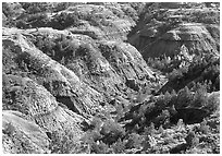 Erosion formation and trees in North unit. Theodore Roosevelt National Park, North Dakota, USA. (black and white)