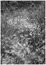 Barley grasses with badlands in background, North Unit. Theodore Roosevelt National Park, North Dakota, USA. (black and white)