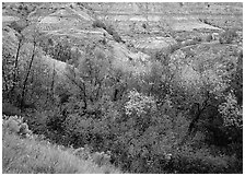Fall foliage and badlands, North Unit. Theodore Roosevelt National Park ( black and white)