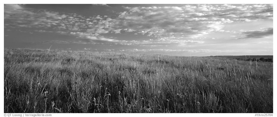 Tall grass prairie landscape, South Unit. Theodore Roosevelt National Park (black and white)