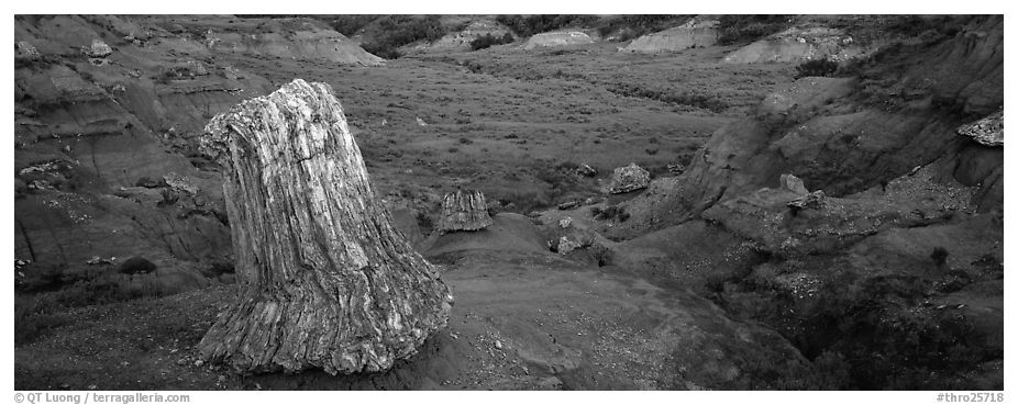 Petrified stump. Theodore Roosevelt National Park (black and white)