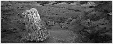 Petrified stump. Theodore Roosevelt National Park (Panoramic black and white)