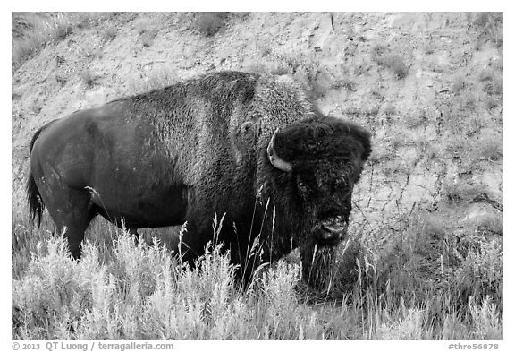 Bison. Theodore Roosevelt National Park (black and white)