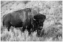 Bison. Theodore Roosevelt National Park, North Dakota, USA. (black and white)
