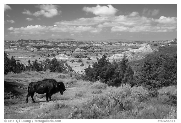 Bison and badlands landscape in summer. Theodore Roosevelt National Park (black and white)