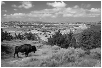 Bison and badlands landscape in summer. Theodore Roosevelt National Park, North Dakota, USA. (black and white)