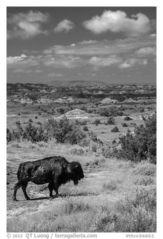 Buffalo and badlands landscape in summer. Theodore Roosevelt National Park (black and white)