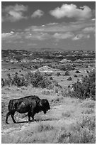 Buffalo and badlands landscape in summer. Theodore Roosevelt National Park, North Dakota, USA. (black and white)