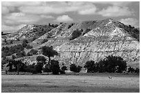 Pronghorn in meadow with prairie dog town below buttes. Theodore Roosevelt National Park, North Dakota, USA. (black and white)