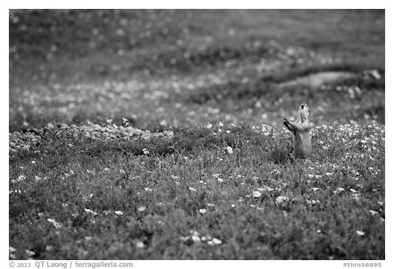 Prairie dog in meadow carpeted with flowers. Theodore Roosevelt National Park (black and white)