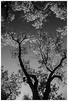Looking up cottonwood trees. Theodore Roosevelt National Park ( black and white)