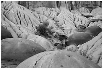 Cannonball concretions on badland folds. Theodore Roosevelt National Park, North Dakota, USA. (black and white)