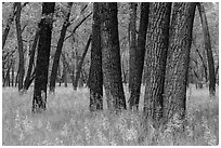 Cottonwood grove. Theodore Roosevelt National Park, North Dakota, USA. (black and white)