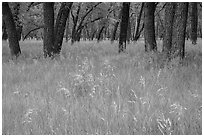 Grasses in summer and cottonwoods. Theodore Roosevelt National Park ( black and white)