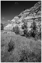Summer wildflowers and badlands. Theodore Roosevelt National Park ( black and white)