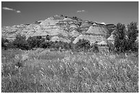 Summer prairie and badlands. Theodore Roosevelt National Park ( black and white)