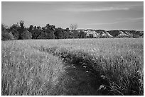 Overgrown trail in late afternoon, Elkhorn Ranch Unit. Theodore Roosevelt National Park ( black and white)