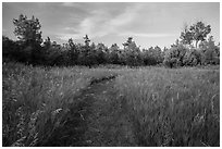 Grassy trail, Elkhorn Ranch Unit. Theodore Roosevelt National Park, North Dakota, USA. (black and white)