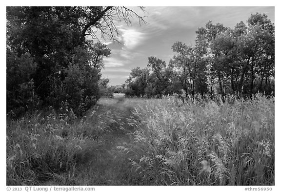 Trail, tall grasses, and cottonwoods, Elkhorn Ranch Unit. Theodore Roosevelt National Park (black and white)