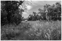 Trail, tall grasses, and cottonwoods, Elkhorn Ranch Unit. Theodore Roosevelt National Park, North Dakota, USA. (black and white)