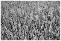 Grasses in summer, Elkhorn Ranch Unit. Theodore Roosevelt National Park, North Dakota, USA. (black and white)