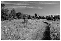 Trail through meadow, cottowoods and distant badlands, Elkhorn Ranch Unit. Theodore Roosevelt National Park, North Dakota, USA. (black and white)