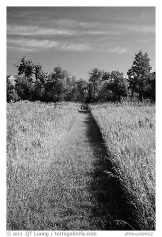 Grassy trail, early morning, Elkhorn Ranch Unit. Theodore Roosevelt National Park (black and white)