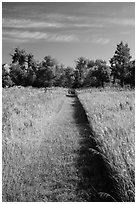Grassy trail, early morning, Elkhorn Ranch Unit. Theodore Roosevelt National Park, North Dakota, USA. (black and white)