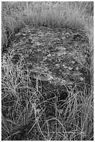 Foundation stone of Roosevelt Elkhorn Ranch. Theodore Roosevelt National Park, North Dakota, USA. (black and white)