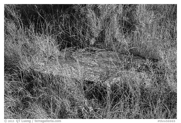 Foundation stone of Elkhorn Ranch amongst grasses and summer flowers. Theodore Roosevelt National Park (black and white)