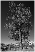 Tall cottonwood, and Elkhorn Ranch site fence, Elkhorn Ranch Unit. Theodore Roosevelt National Park, North Dakota, USA. (black and white)