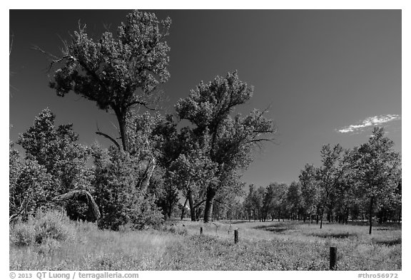 Old cottonwoods, and Elkhorn Ranch site fence. Theodore Roosevelt National Park (black and white)
