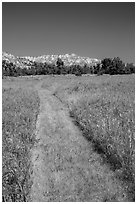 Grassy faint trail and badlands, Elkhorn Ranch Unit. Theodore Roosevelt National Park, North Dakota, USA. (black and white)